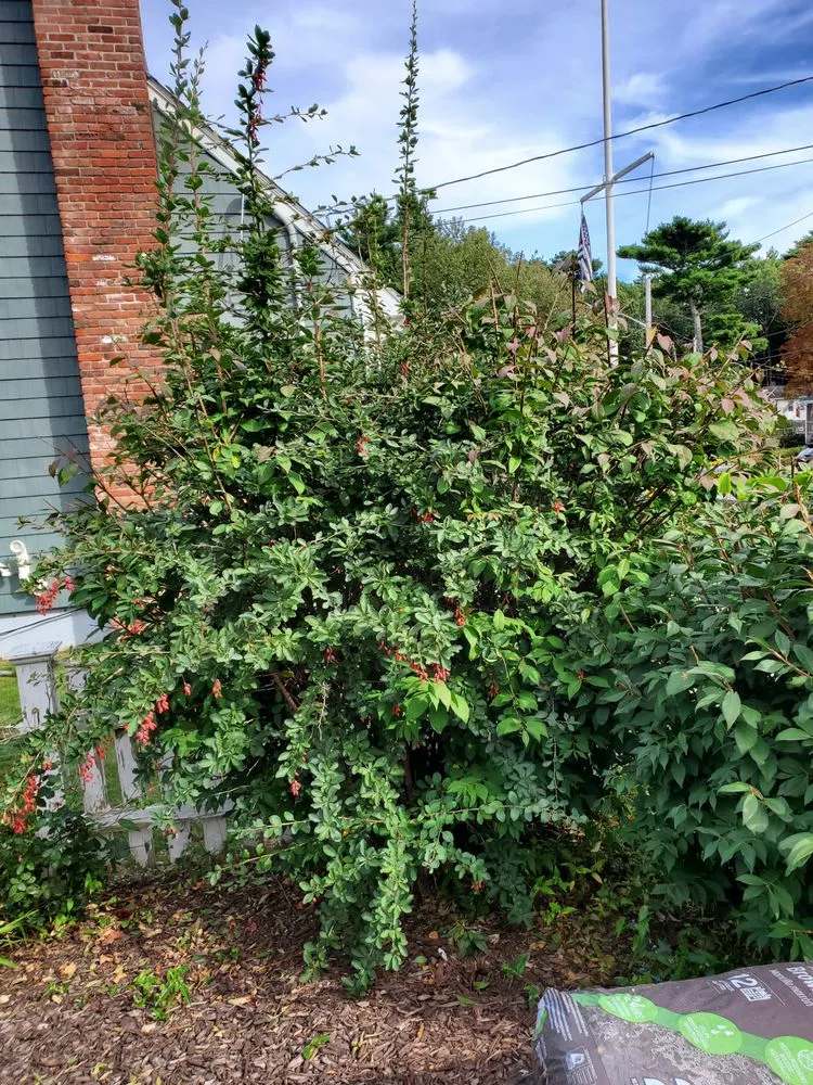 Trusted residential landscaping in Watertown, MA by Roberto Affordable Land & Tree Service