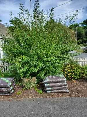 Roberto Affordable Land & Tree Service