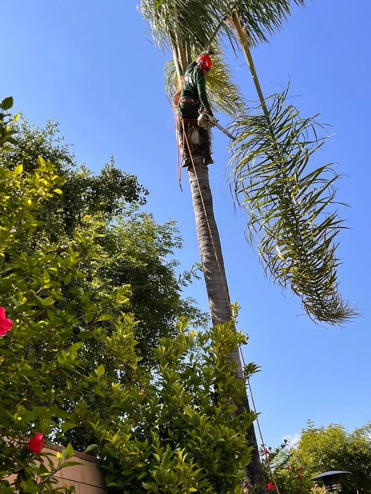 Trusted residential landscaping in Humble, TX - Roberto Landscaper’s