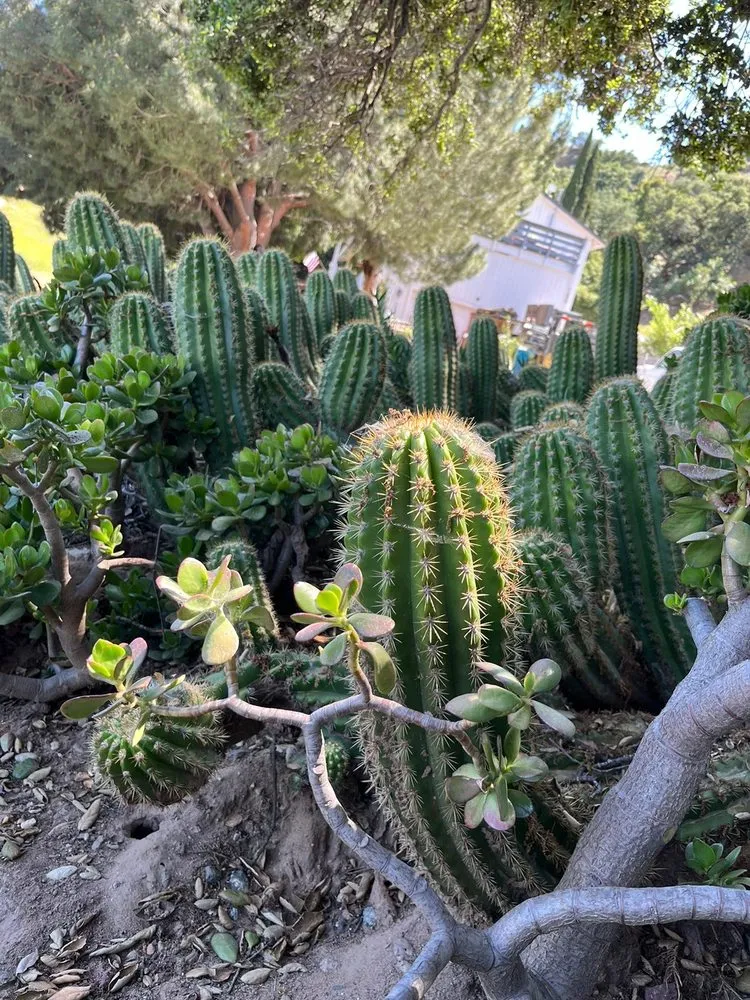 Affordable residential landscaping in Humble, TX by Roberto Landscaper’s