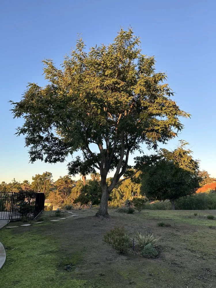 Trusted yard cleanup service for year-round maintenance across Temecula, CA - Roberto Landscaping and Tree Service