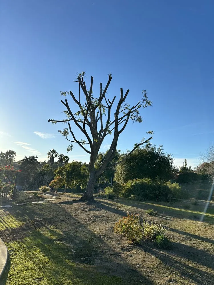 Top-rated residential landscaping for outdoor upgrades in Temecula, CA by Roberto Landscaping and Tree Service