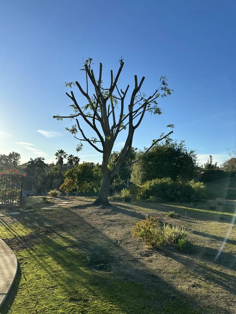 Custom residential landscaping with custom design in Temecula, CA by Roberto Landscaping and Tree Service