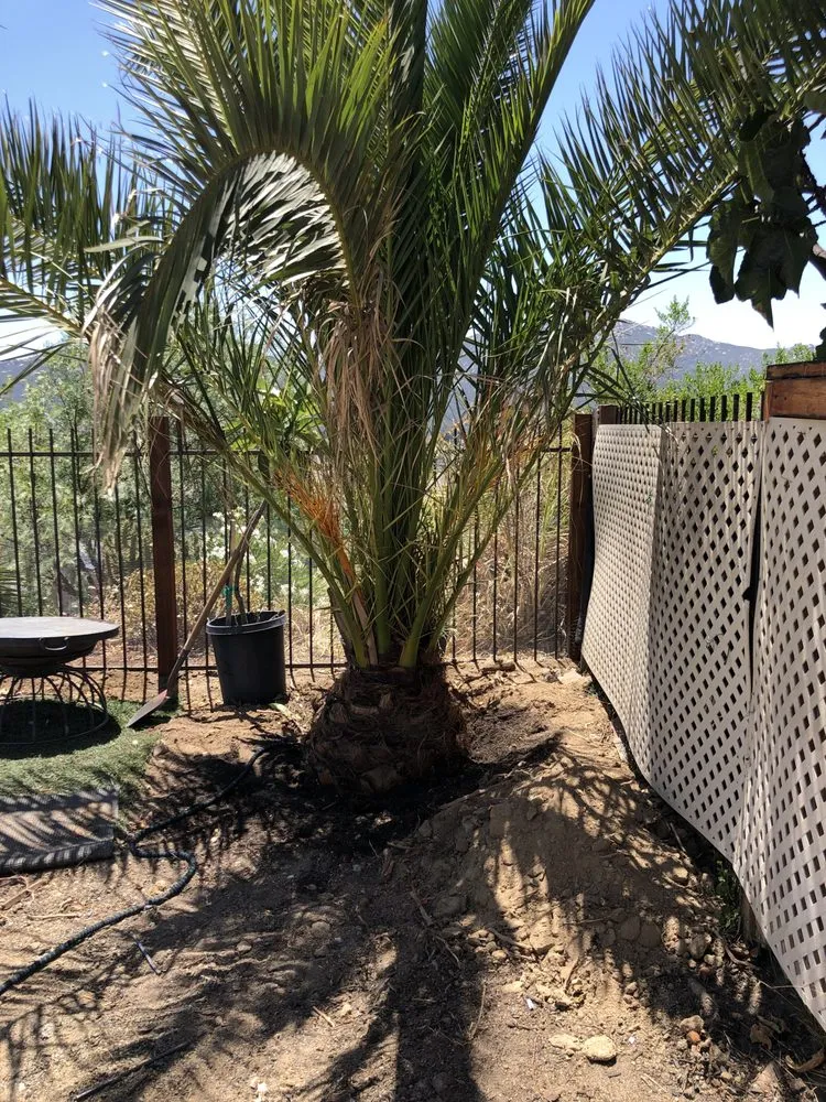 Reliable yard cleanup service in Temecula, CA by Roberto Landscaping and Tree Service