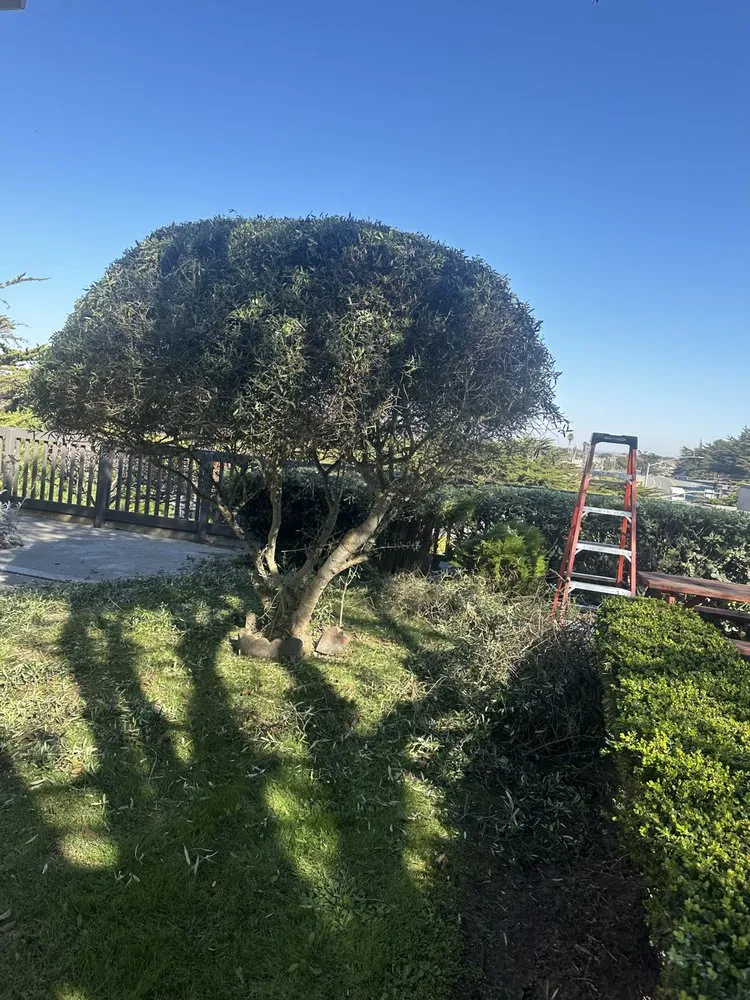 Professional residential landscaping in Hollister, CA - Roberto Lawn Care