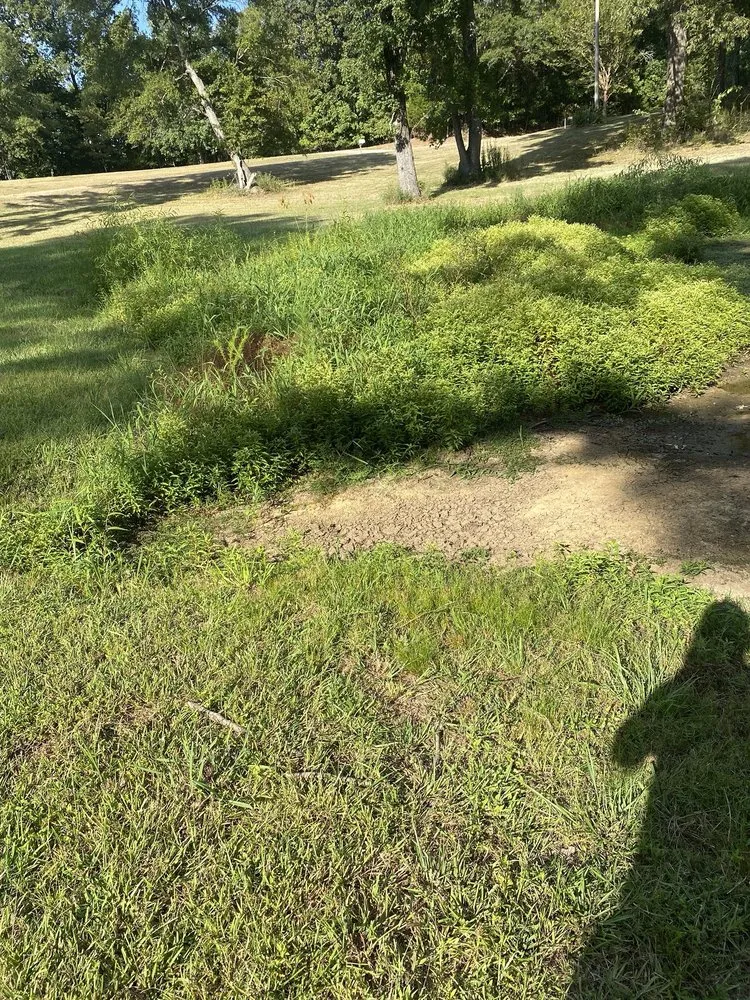 Custom yard cleanup service for outdoor upgrades across Tupelo, MS - Roberto