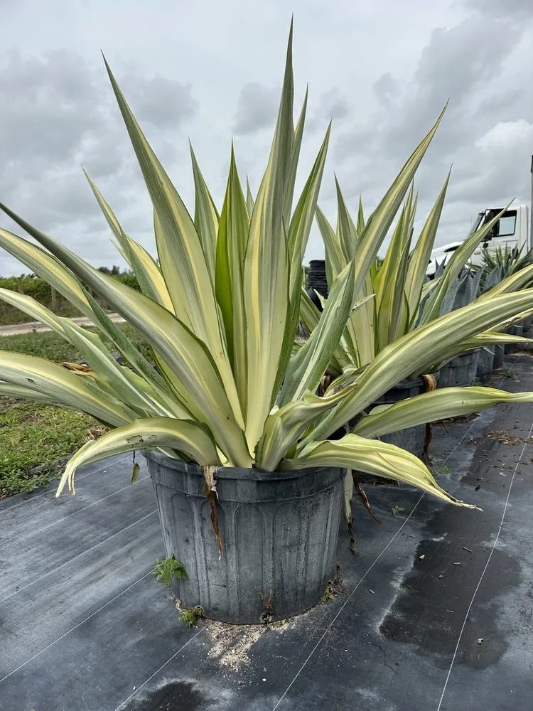 Professional yard cleanup service for residential properties in Richmond West, FL by Roberto's Landscape & Maintenance