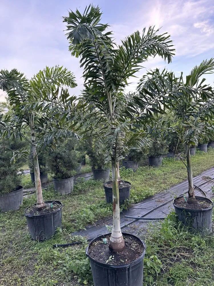 Reliable garden landscaping for year-round maintenance across Richmond West, FL - Roberto's Landscape & Maintenance