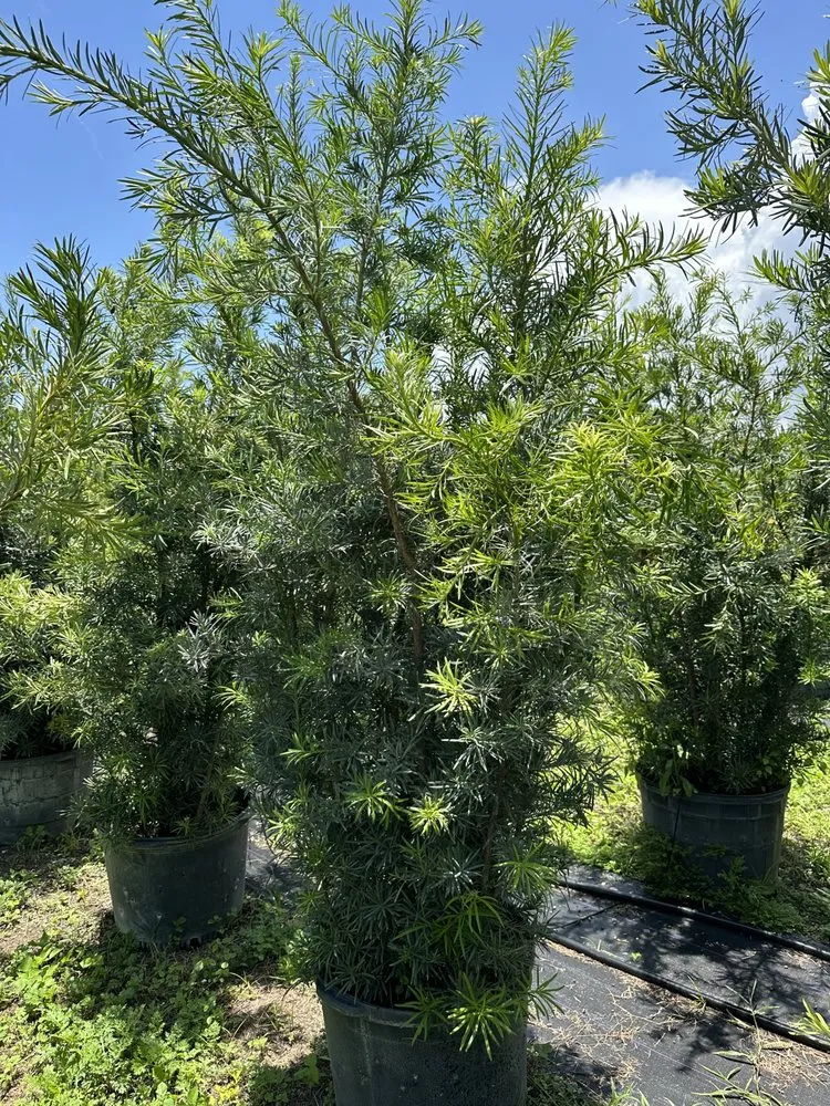 Top-rated landscaping services in Richmond West, FL by Roberto's Landscape & Maintenance