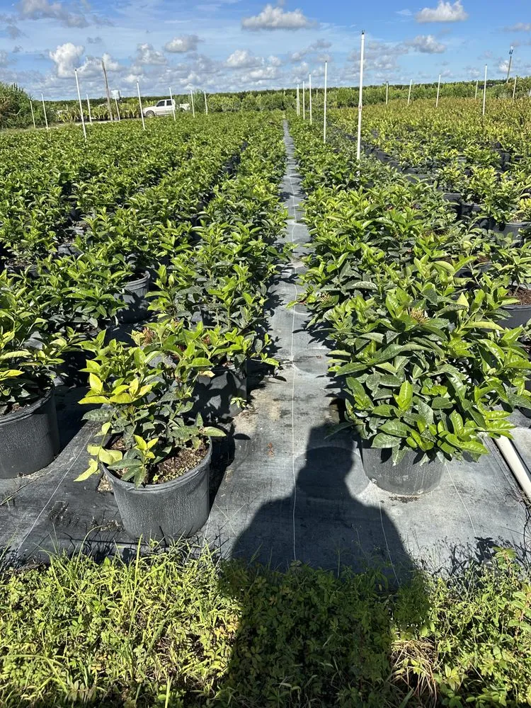 Affordable lawn mowing service near you across Richmond West, FL - Roberto's Landscape & Maintenance