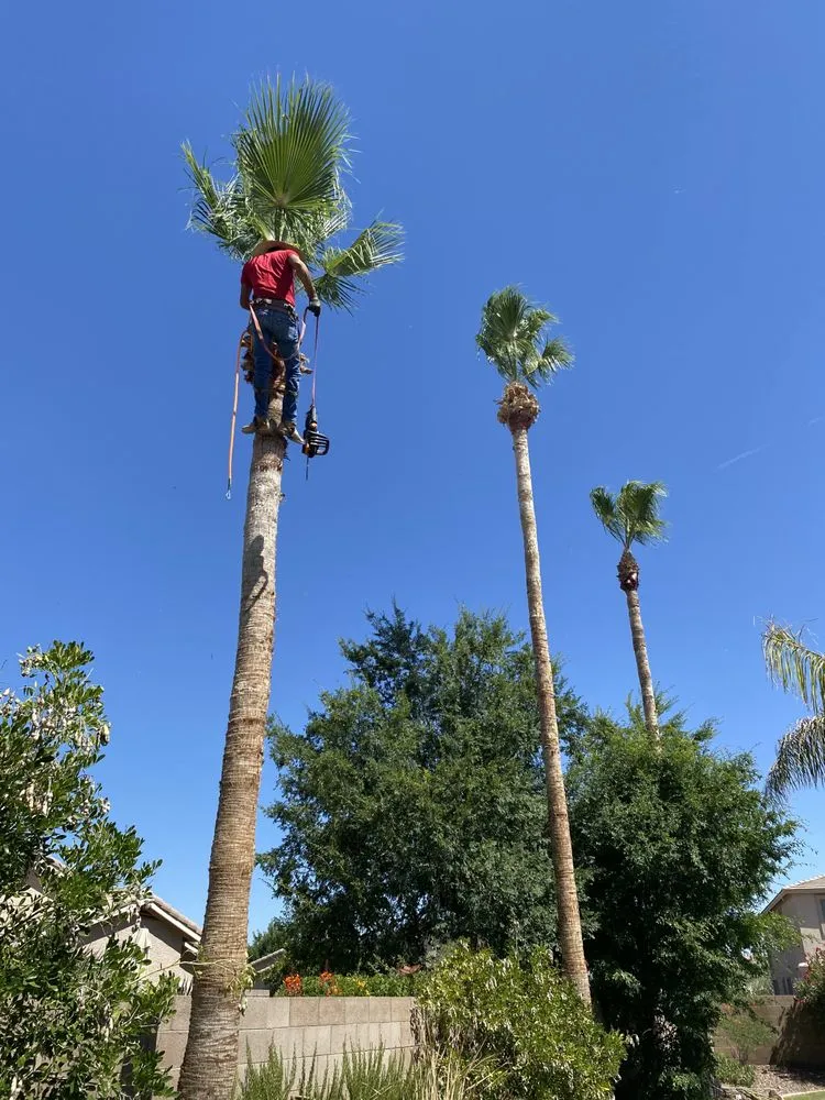 Affordable garden landscaping for residential properties across Maricopa, AZ - Roberto’s Landscaping