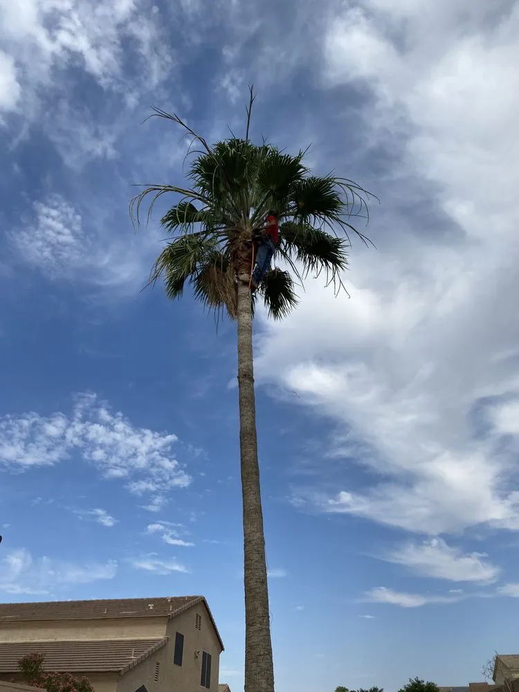 Reliable yard maintenance with custom design in Maricopa, AZ by Roberto’s Landscaping