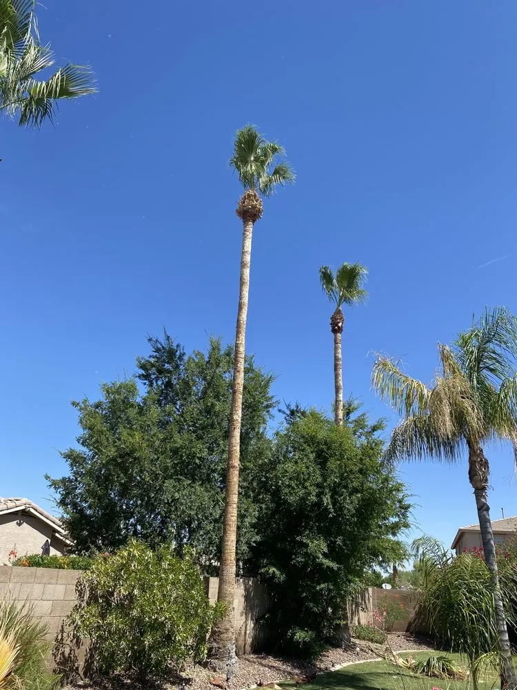 Trusted landscaping services experts serving Maricopa, AZ - Roberto’s Landscaping