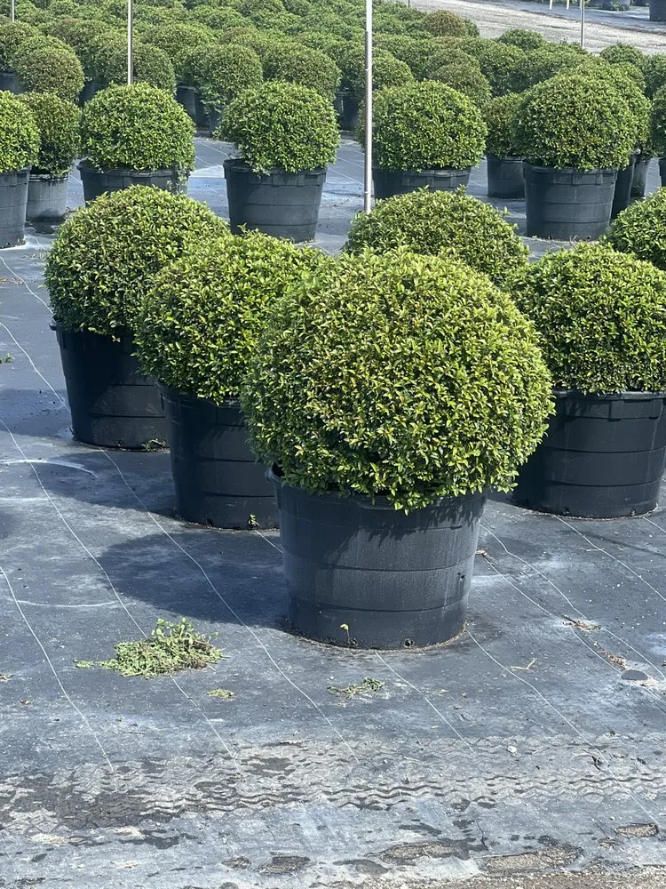 Local landscape installation experts serving Homestead, FL - Roberto’s Lawncare