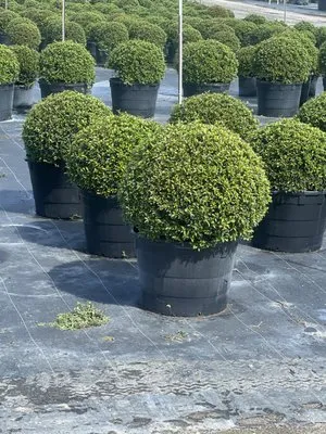 Roberto’s Lawncare