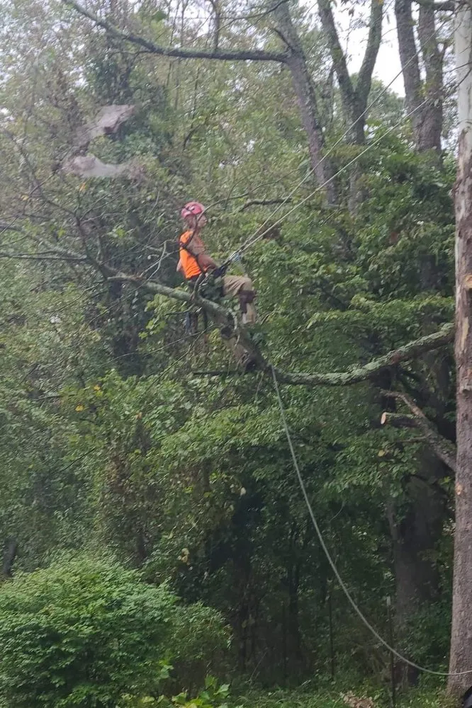 Reliable yard maintenance experts serving Winchester, VA - Roberts Complete Tree Care