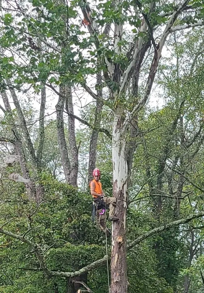 Local lawn care service in Winchester, VA by Roberts Complete Tree Care