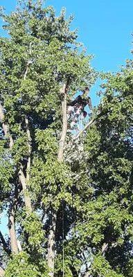 Roberts Complete Tree Care Logo