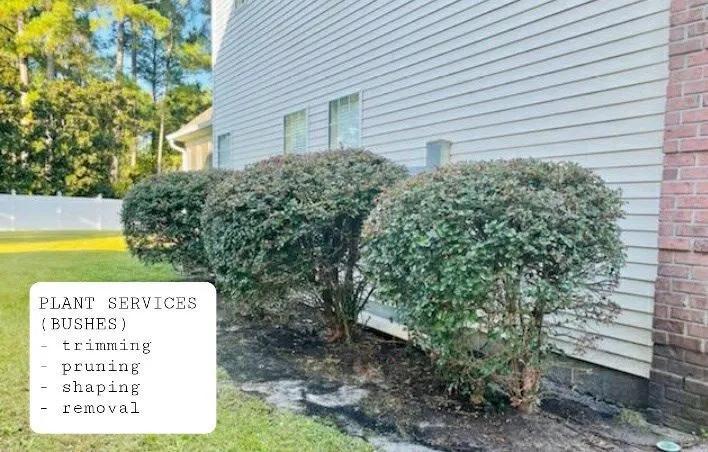 Local yard cleanup service experts serving Myrtle Beach, SC - Roberts Home & Lawn Services