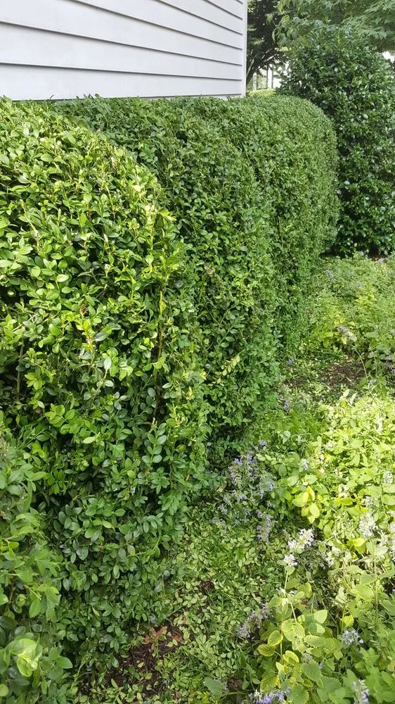 Local yard maintenance for year-round maintenance in Jackson Township, NJ by Robert's Landscaping