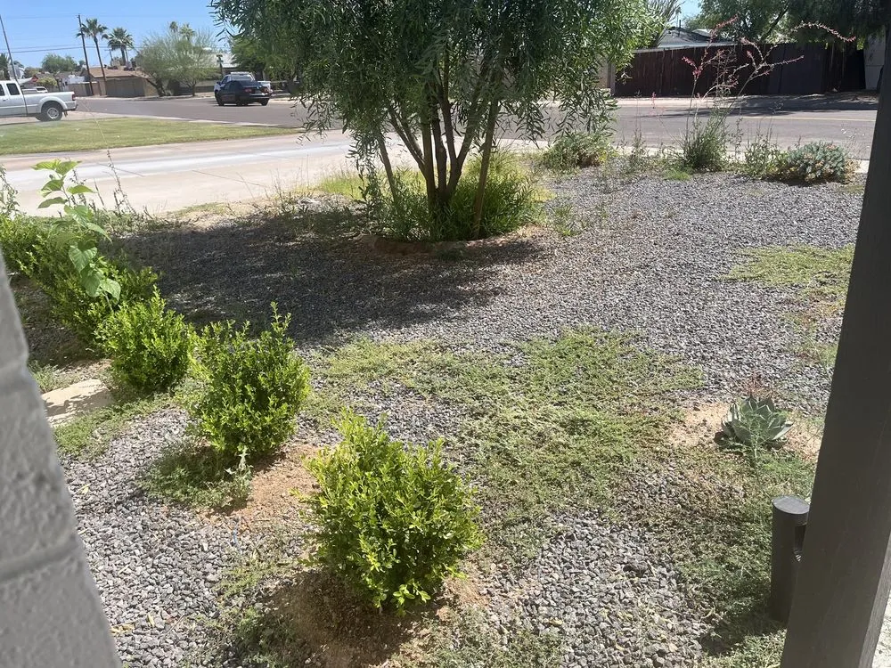 Trusted yard cleanup service in Mesa, AZ by Roberts Landscaping Services