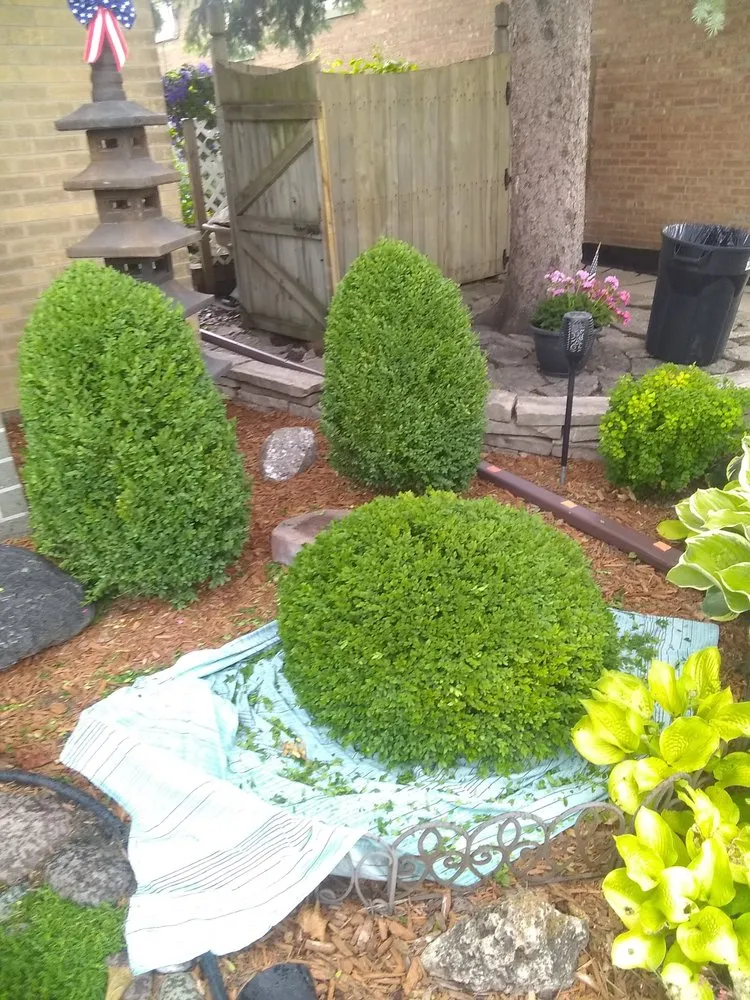 Reliable yard cleanup service near you in Chicago, IL by Robert's Lawn Care