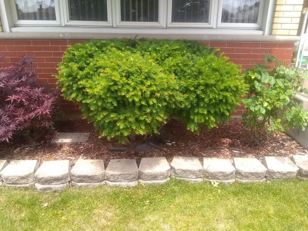 Reliable yard cleanup service experts serving Chicago, IL - Robert's Lawn Care