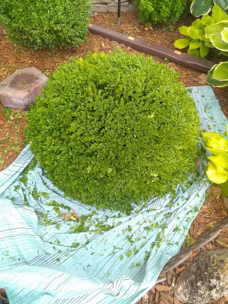 Reliable yard maintenance for year-round maintenance in Chicago, IL by Robert's Lawn Care