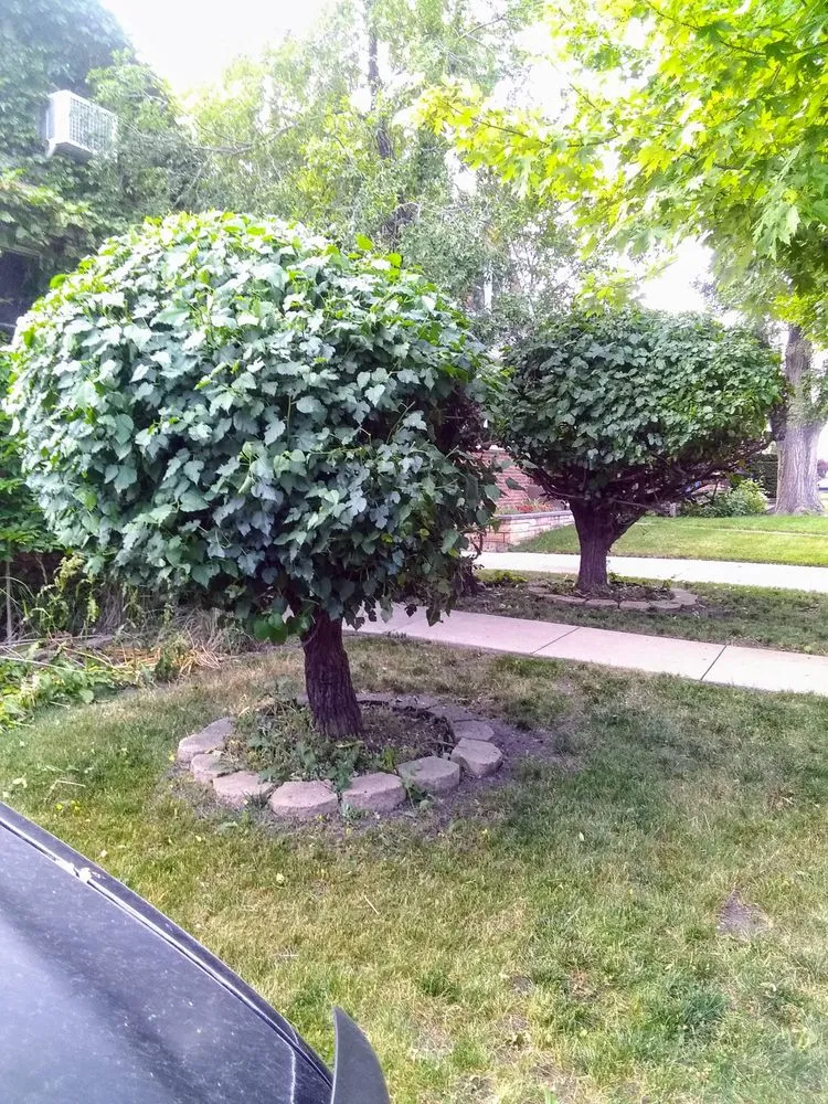 Local lawn care service for homes across Chicago, IL - Robert's Lawn Care