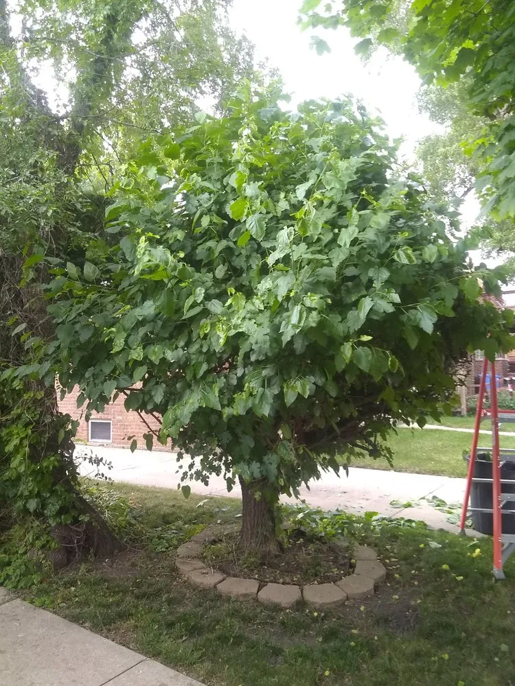 Custom residential landscaping in Chicago, IL by Robert's Lawn Care