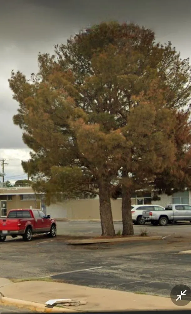 Expert garden landscaping in Midland, TX - Roberts Priority Lawn Care