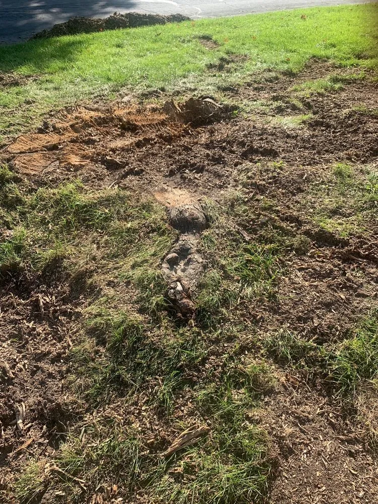 Local yard maintenance in Springfield, OH by Robert's Tree & Yard Care