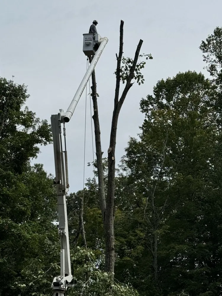 Top-rated landscape design with custom design across Bristol, TN - Roberts’ Tree Experts