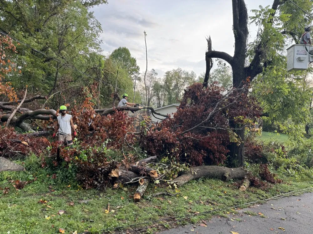 Affordable lawn care service for year-round maintenance in Bristol, TN by Roberts’ Tree Experts