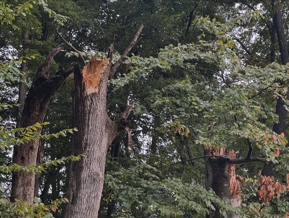 Reliable yard maintenance in Bristol, TN by Roberts’ Tree Experts