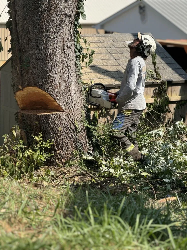 Expert yard maintenance with custom design across Bristol, TN - Roberts’ Tree Experts