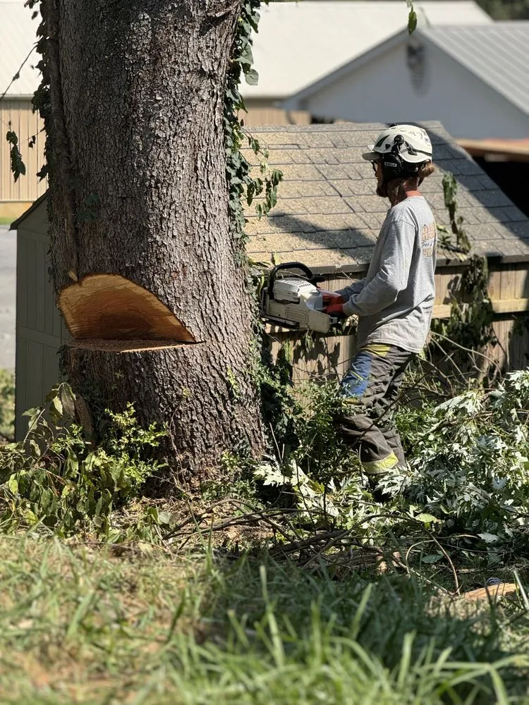 Local lawn mowing service experts serving Bristol, TN - Roberts’ Tree Experts