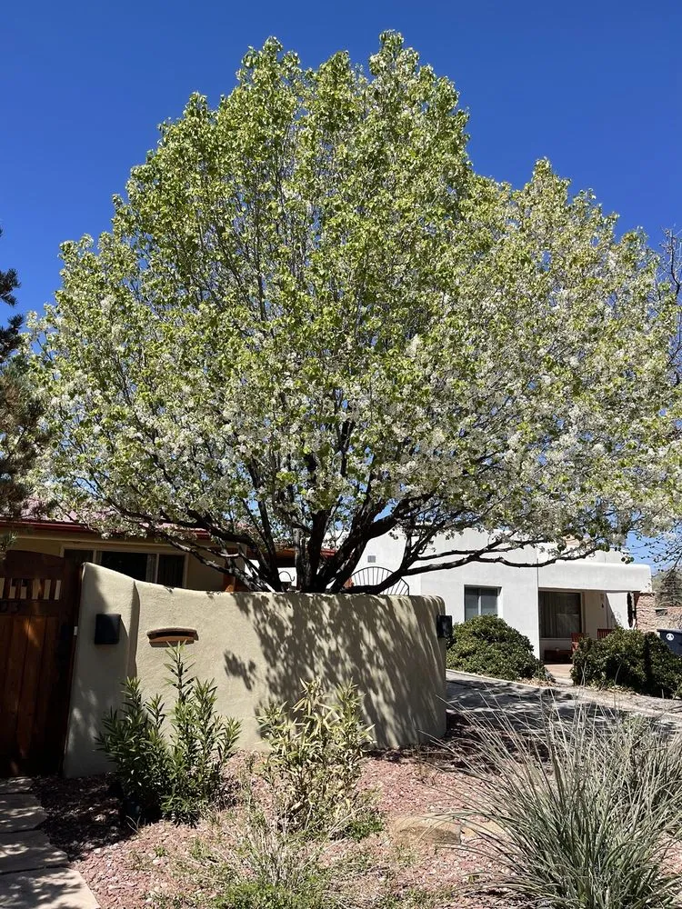 Expert landscape design in Albuquerque, NM by Roberts Tree Service