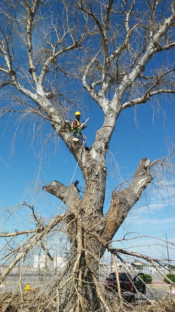 Trusted lawn care service in Albuquerque, NM by Roberts Tree Service