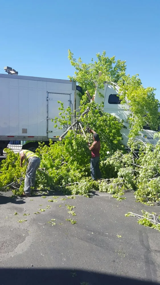 Professional yard cleanup service for beautiful yards across Albuquerque, NM - Roberts Tree Service
