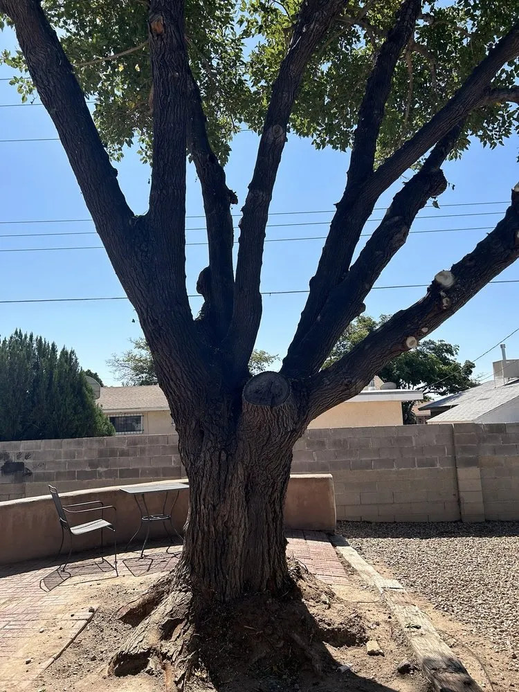 Custom landscape installation for outdoor upgrades in Albuquerque, NM by Roberts Tree Service