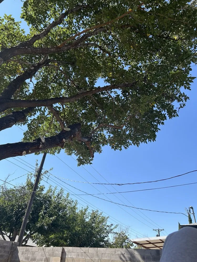 Custom yard cleanup service for outdoor upgrades across Albuquerque, NM - Roberts Tree Service