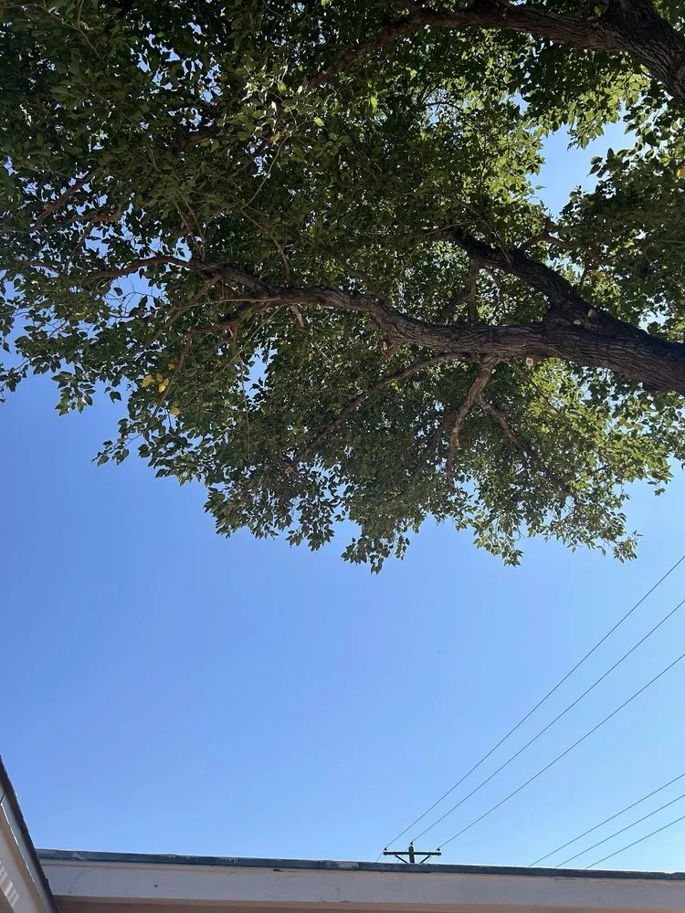 Custom outdoor landscaping for outdoor upgrades across Albuquerque, NM - Roberts Tree Service