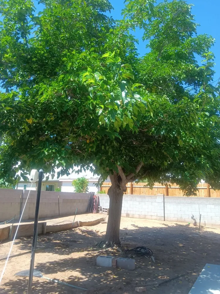 Top-rated lawn care service in Albuquerque, NM by Roberts Tree Service