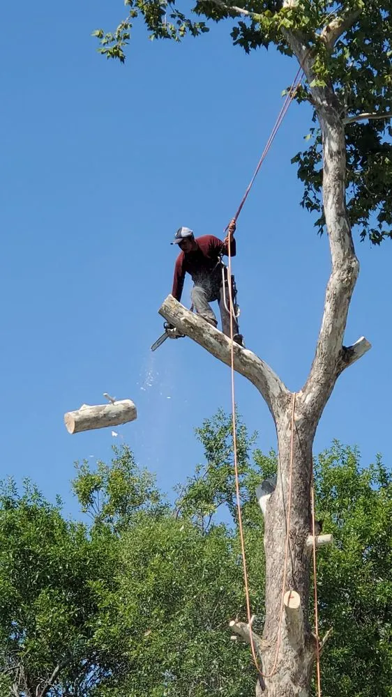 Top-rated yard cleanup service in Austin, TX - Robert's Tree Service