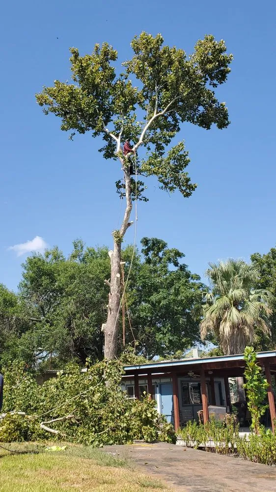 Top-rated landscape installation for residential properties in Austin, TX by Robert's Tree Service