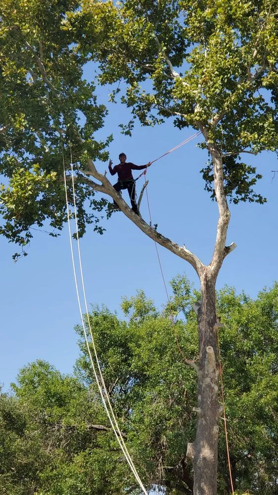 Affordable yard maintenance for year-round maintenance in Austin, TX by Robert's Tree Service