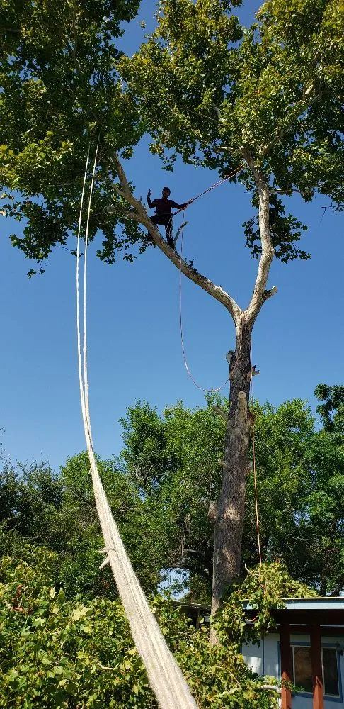 Custom lawn mowing service with custom design across Austin, TX - Robert's Tree Service