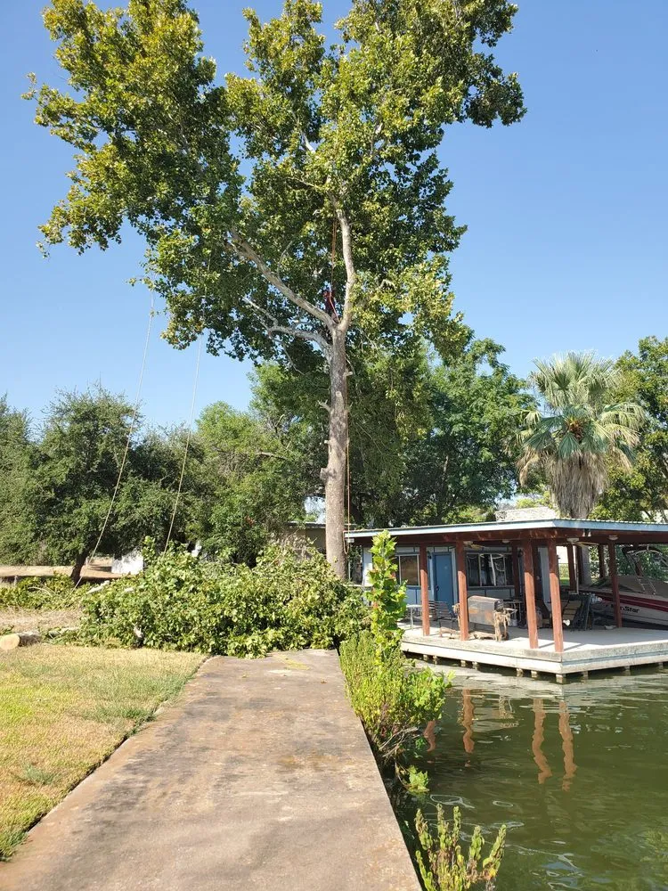 Expert lawn care service in Austin, TX - Robert's Tree Service