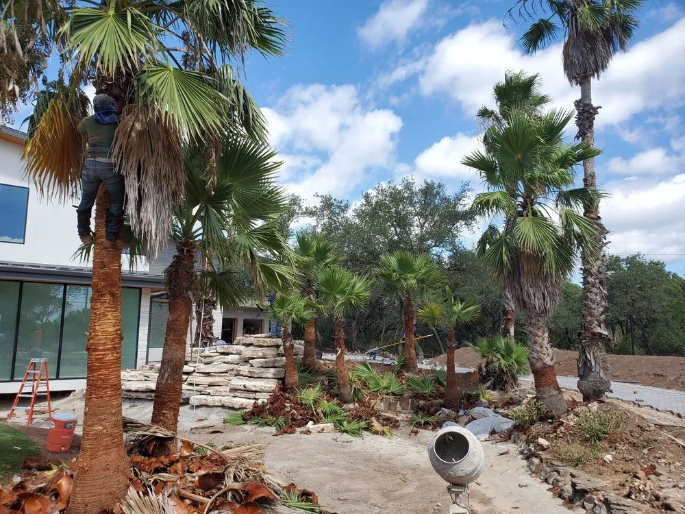 Reliable yard cleanup service in Austin, TX by Robert's Tree Service